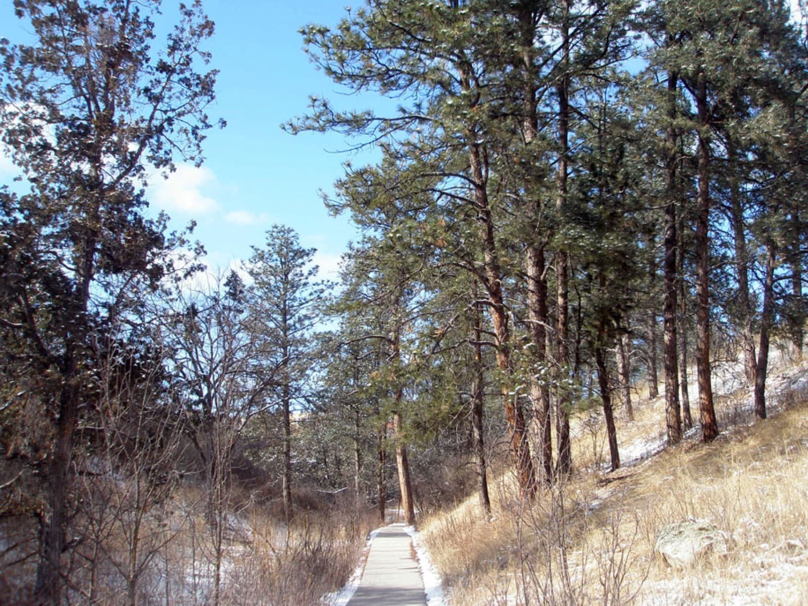 Ponderosa pine forest near the natural entrance of Wind Cave, in Wind Cave National Park