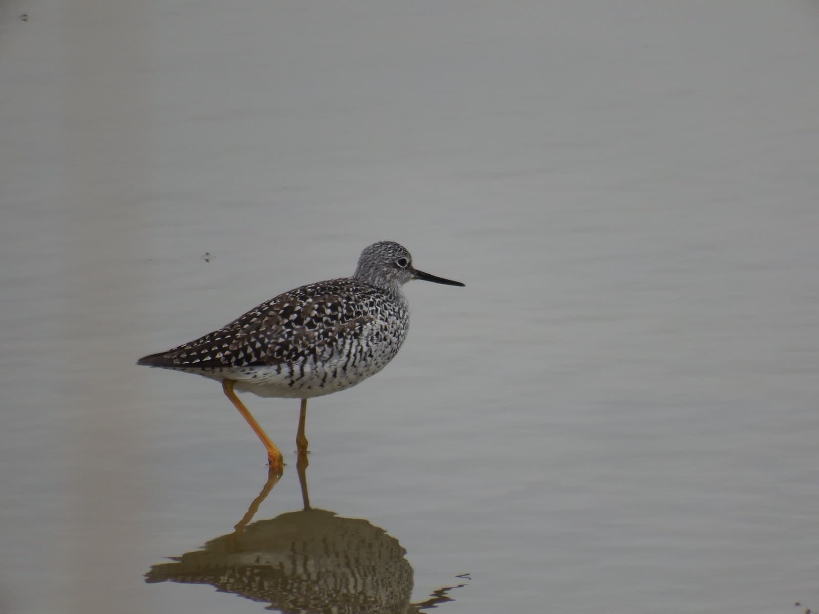 A lesser yellowlegs wading at the refuge