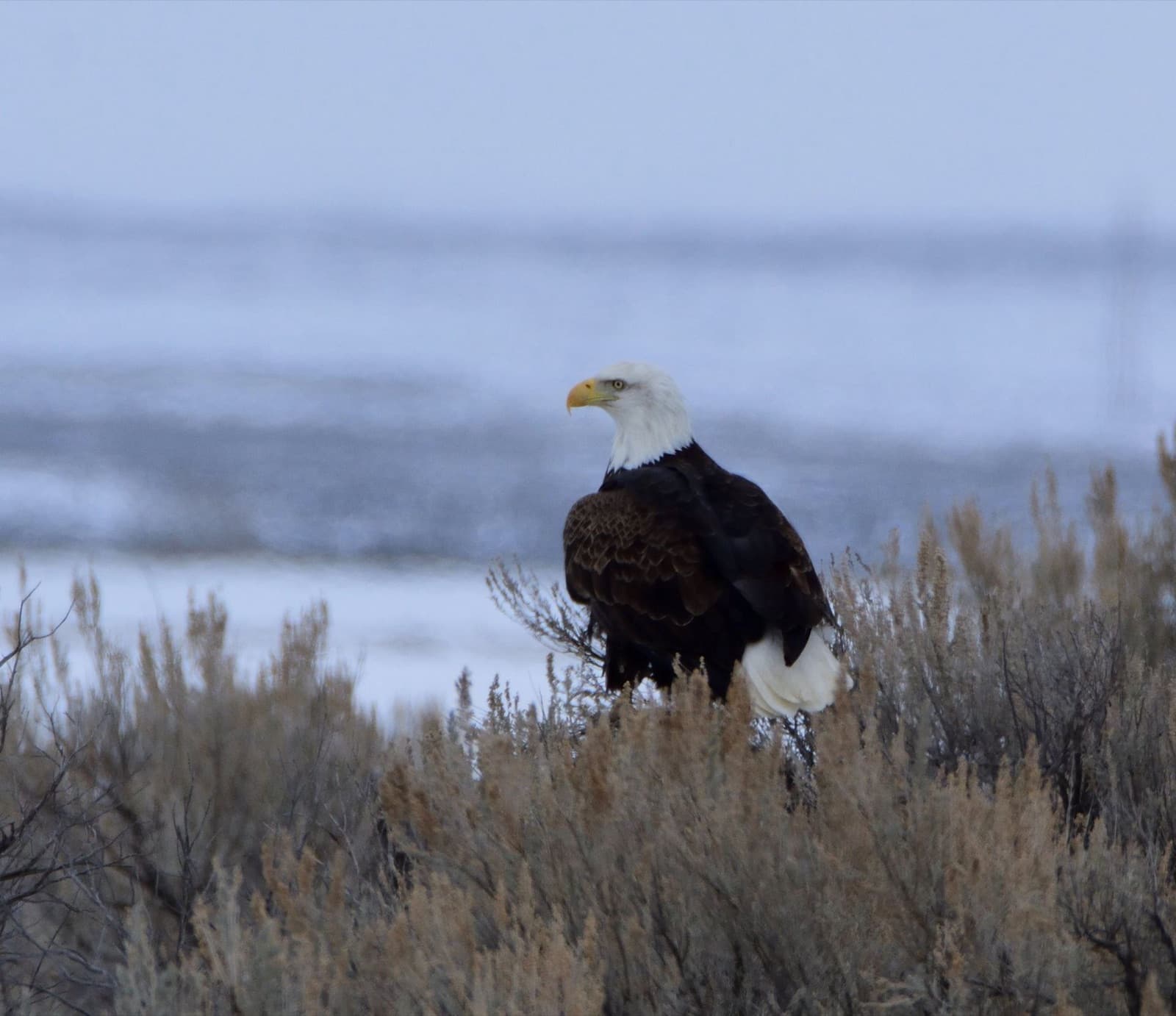 A bald eagle at the refuge in winter