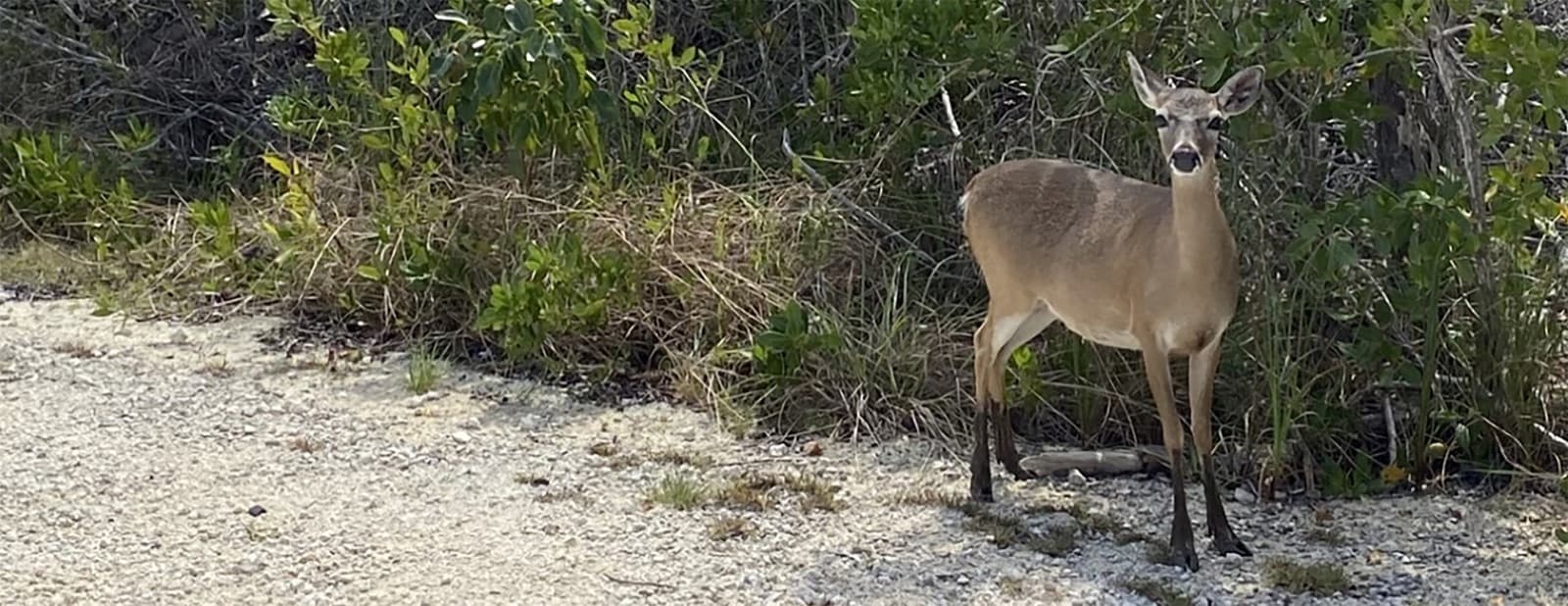 A Key deer on No Name Key
