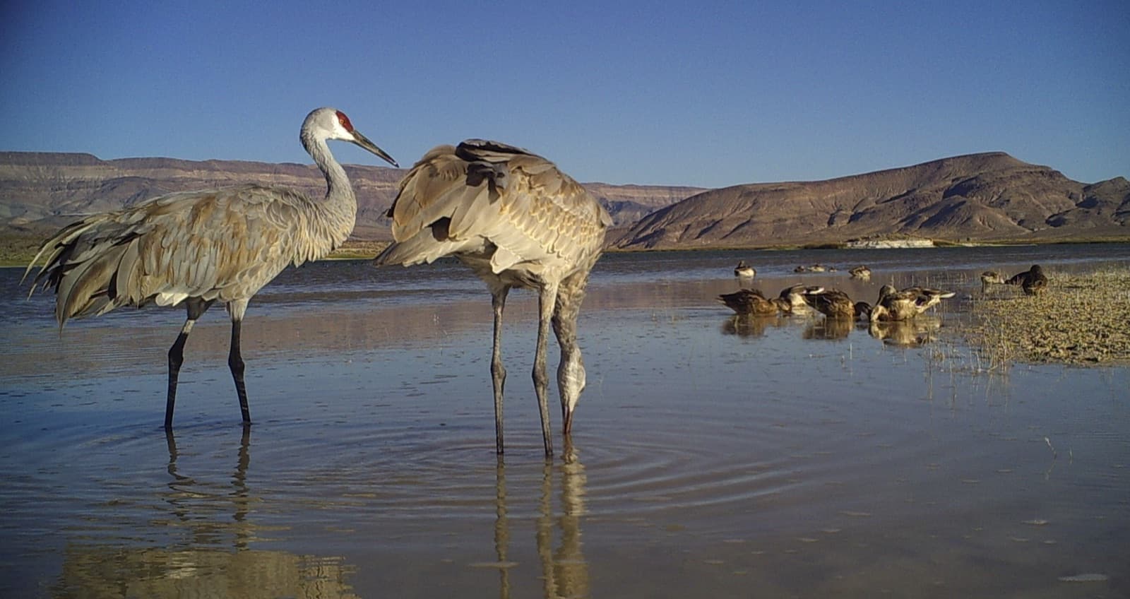 Cranes at the edge of Lower Pahranagat Lake