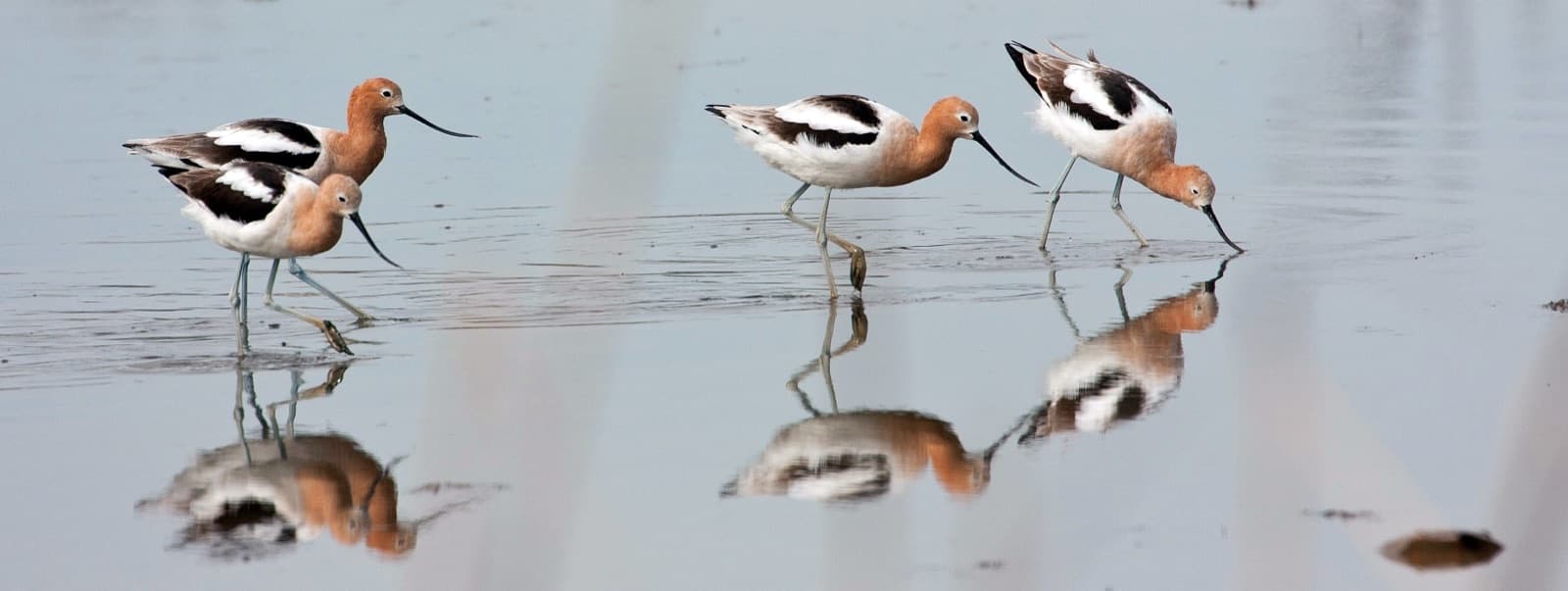 American avocets at Prime Hook National Wildlife Refuge