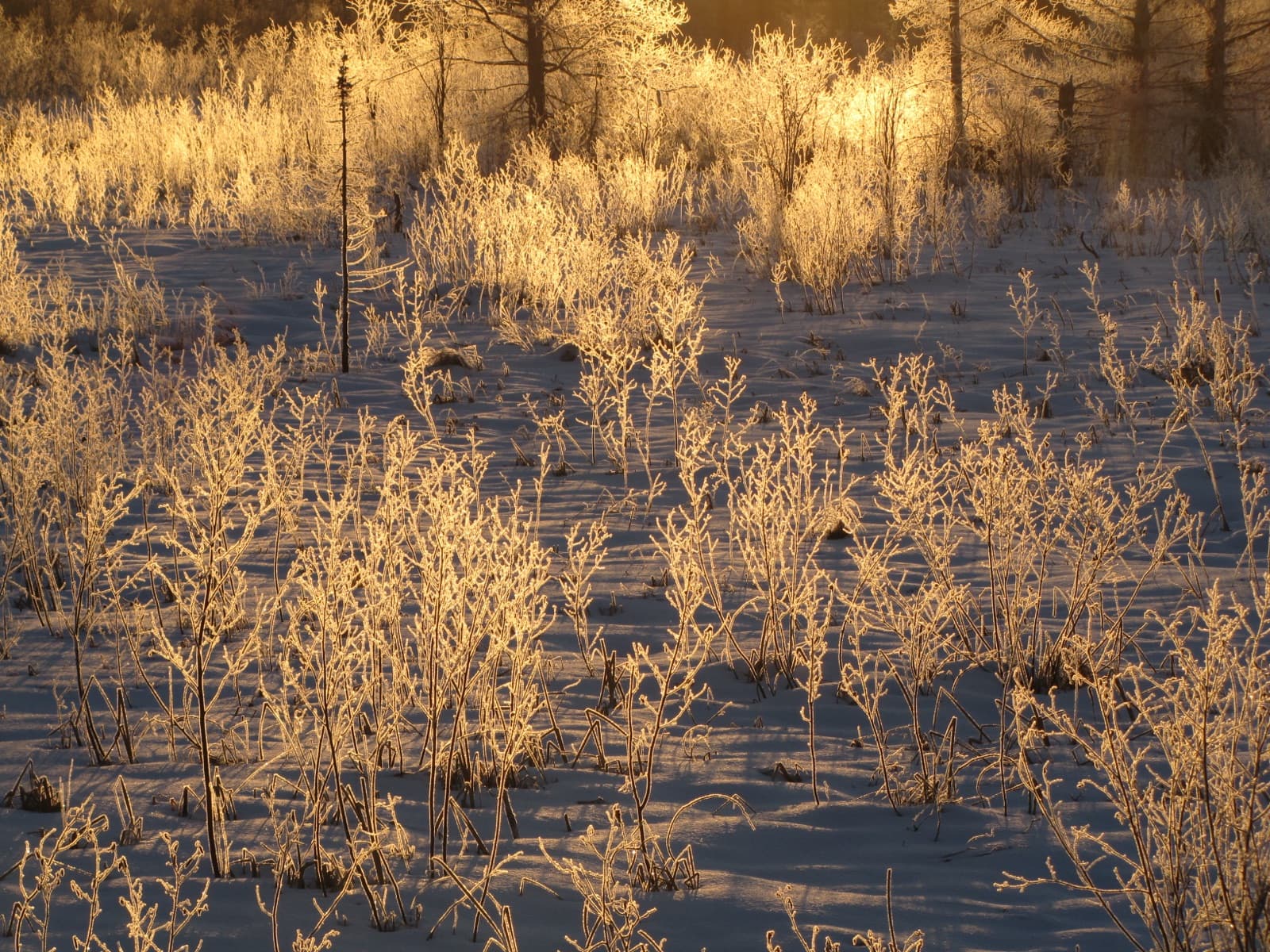 A frosty winter landscape at Seney refuge