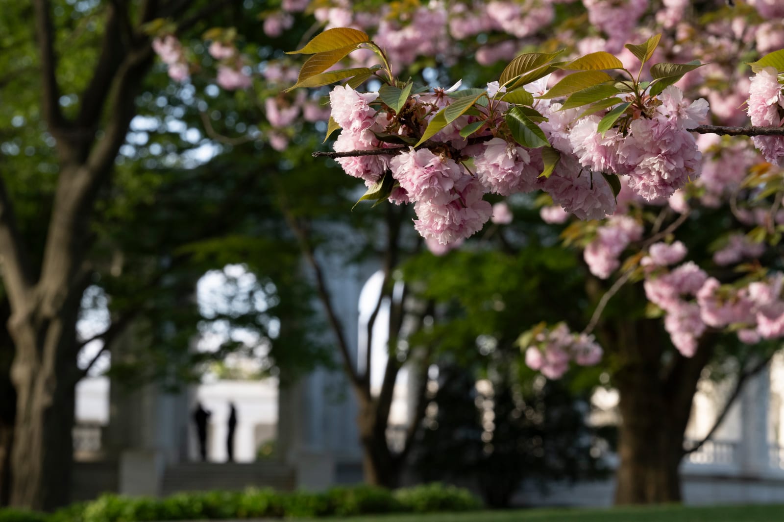 Pink double cherry blossoms on a branch, with trees and a white columned building out of focus behind