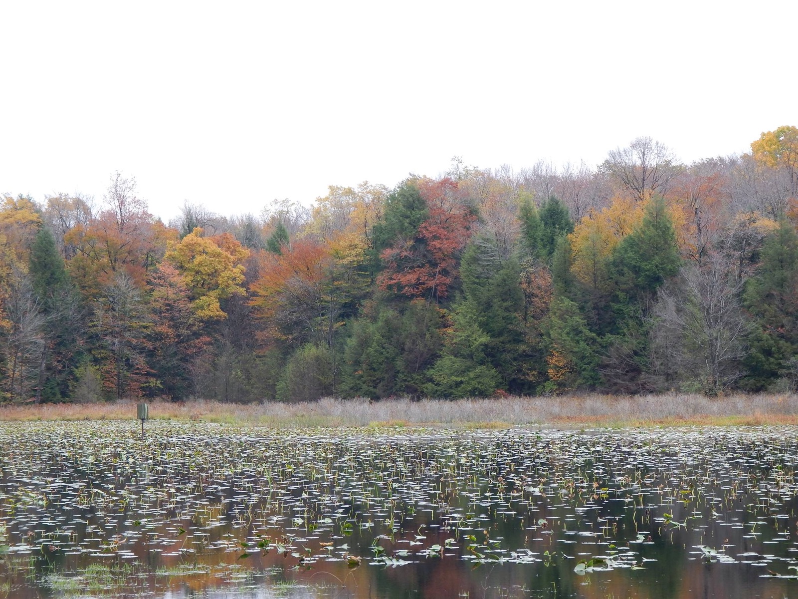 A pond with lily pads in front of a forest in fall color