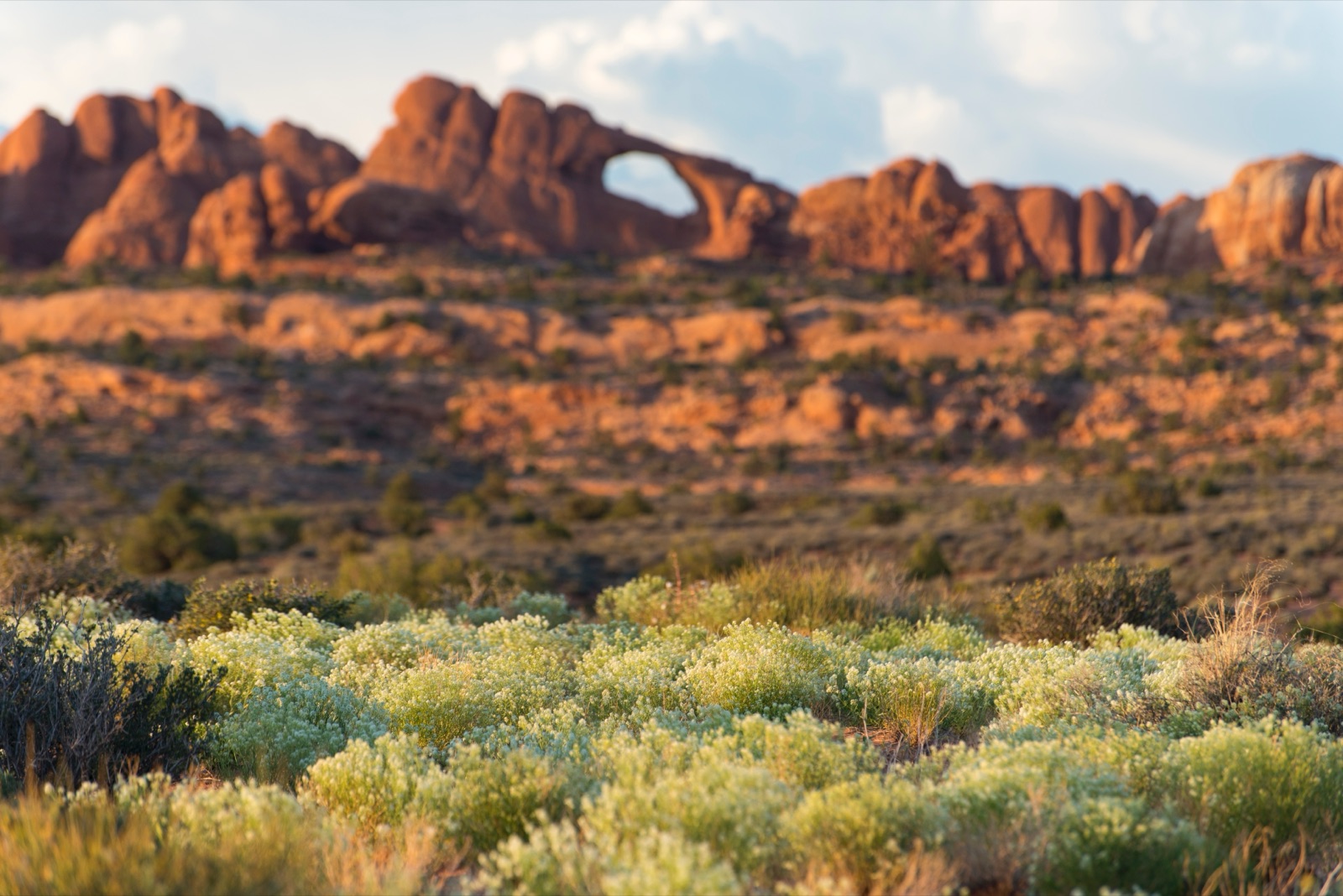 White-tipped plants in the foreground with a distant, angled sandstone arch