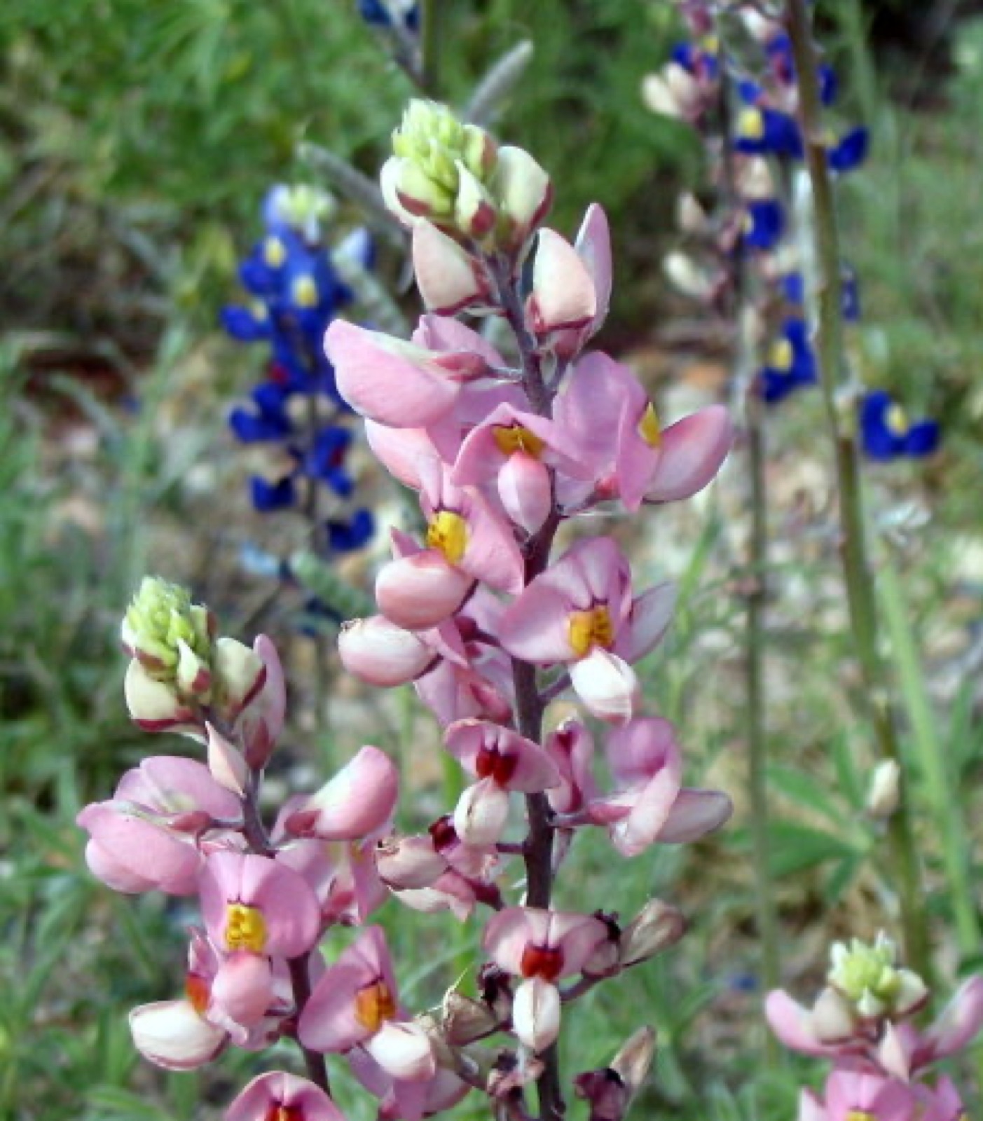 Pink bluebonnet flowers in Big Bend National Park