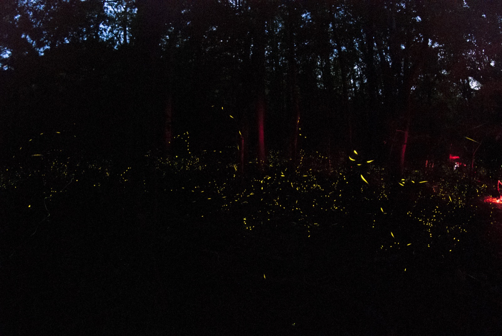 Long-exposure photo of firefly light trails in a dark forest at Elkmont