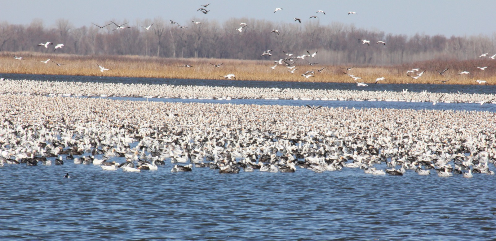 A dense raft of white snow geese on blue water, with more geese flying above a far shore