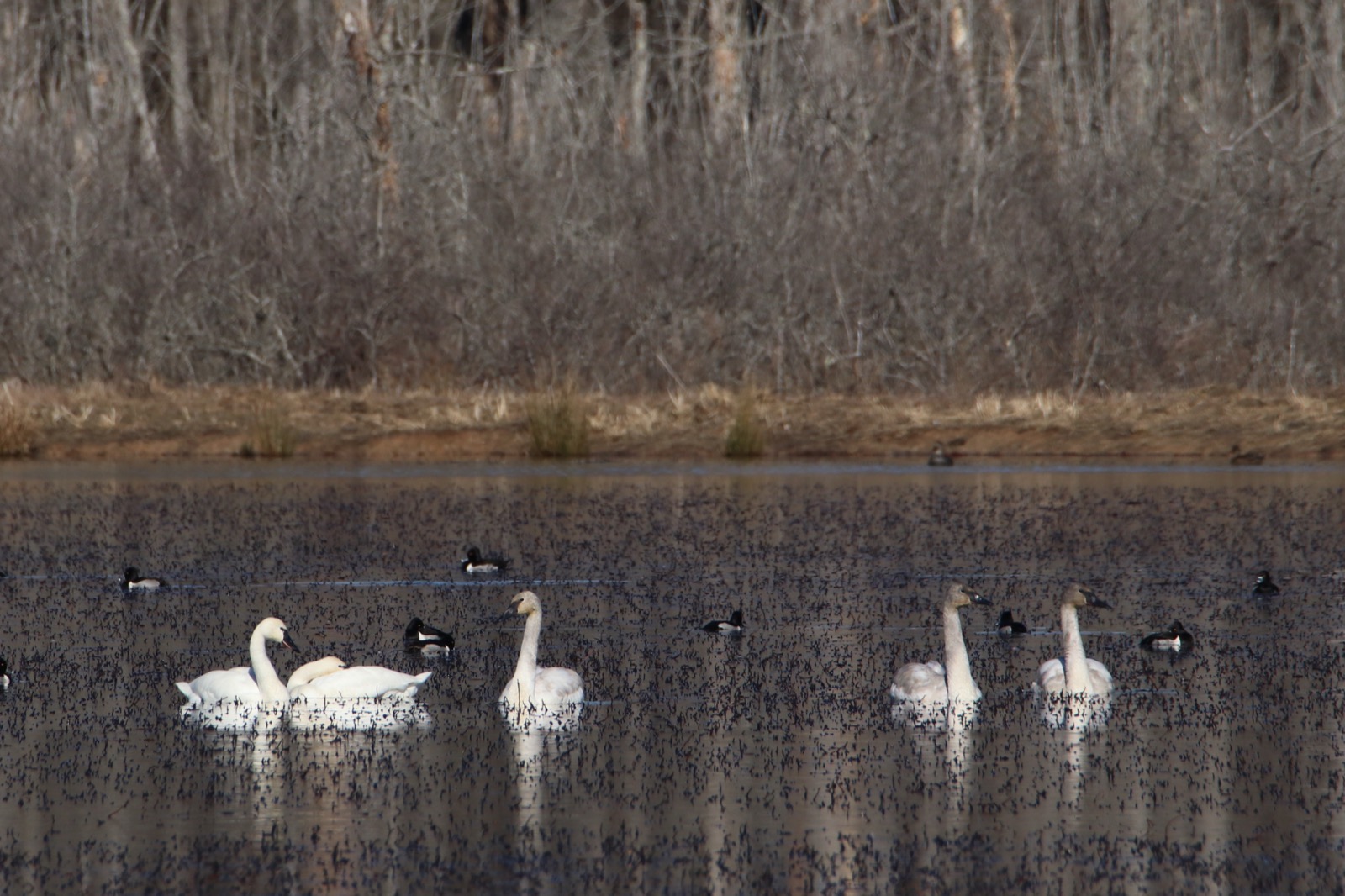 Five white swans and a scattering of dark ducks on a pond in front of bare trees