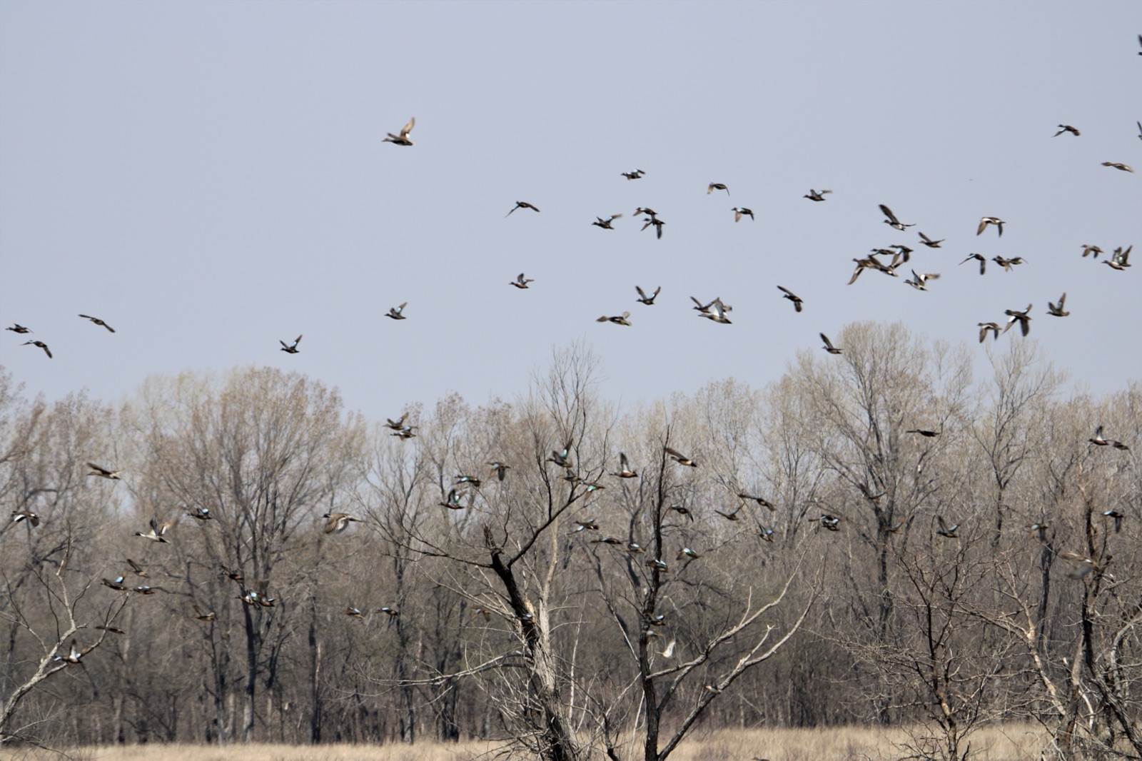 A flock of ducks flying low over wetland at Flint Hills National Wildlife Refuge