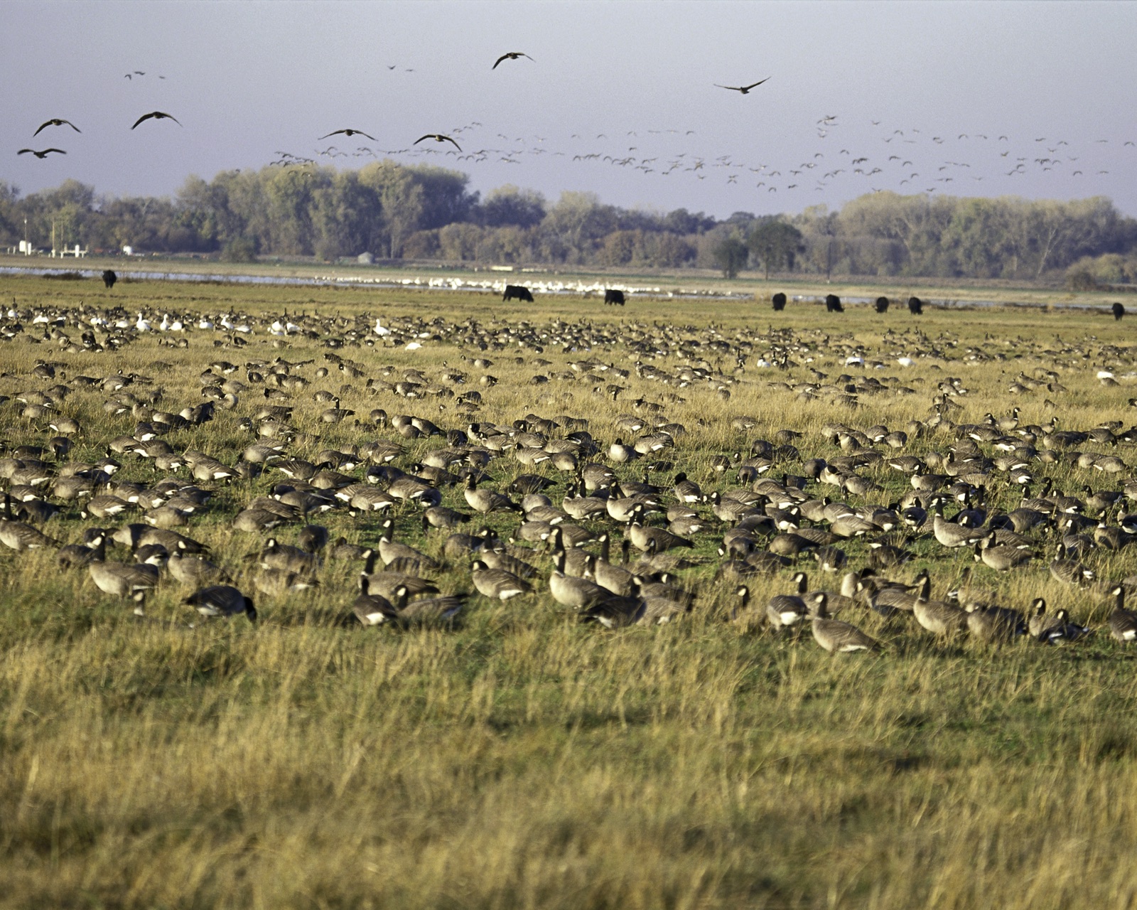A view of San Joaquin River National Wildlife Refuge in California's San Joaquin Valley