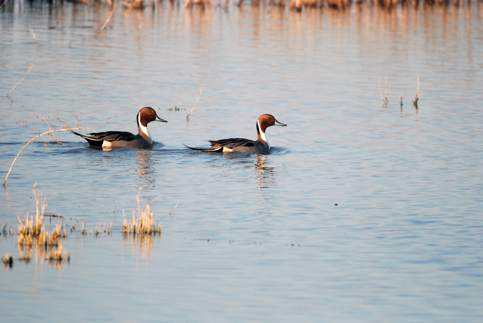 Two male northern pintails swimming across calm marsh water, with dry reeds in the foreground