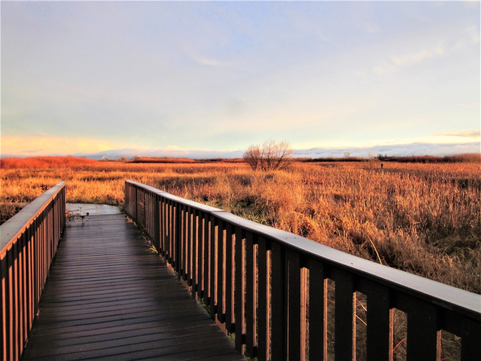 A wooden boardwalk with railings leading out over golden-brown wetland grasses under a pale evening sky