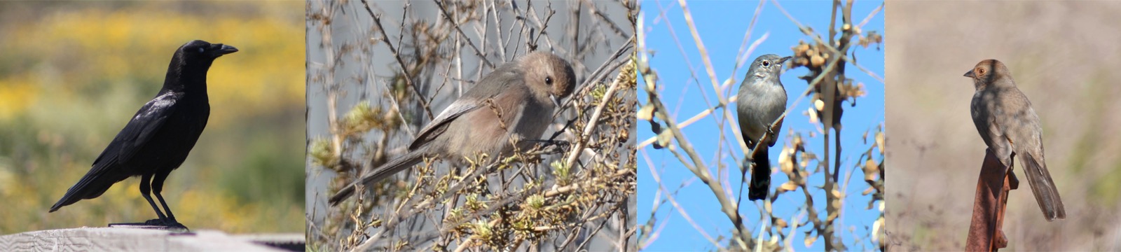 Four bird photos side by side: an American crow, a bushtit, a California gnatcatcher and a towhee