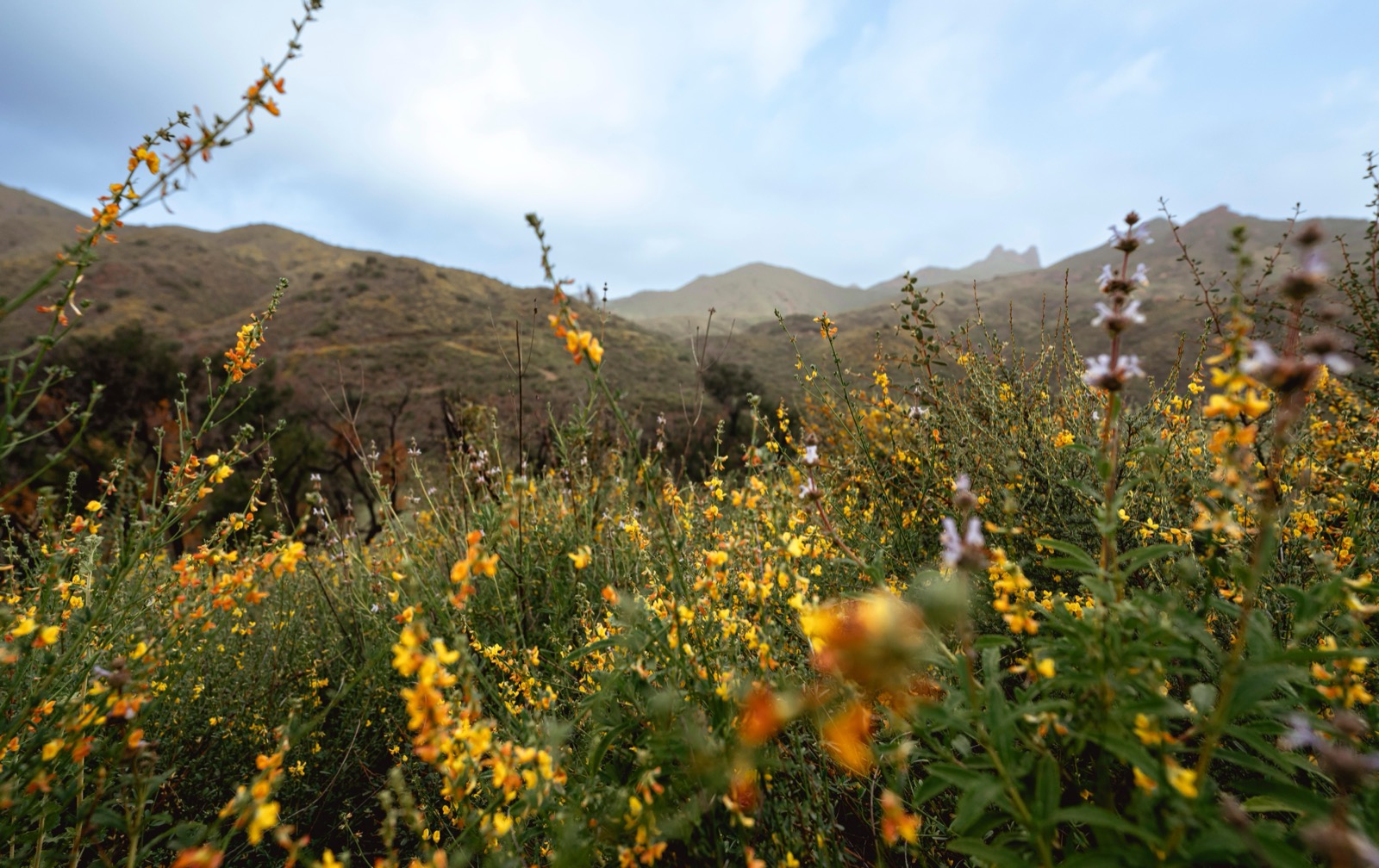 A trail with yellow flowers in the foreground leading to green mountains under a blue sky