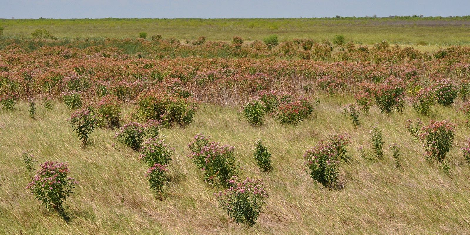 Saltmarsh fleabane in grassland at Brazoria National Wildlife Refuge