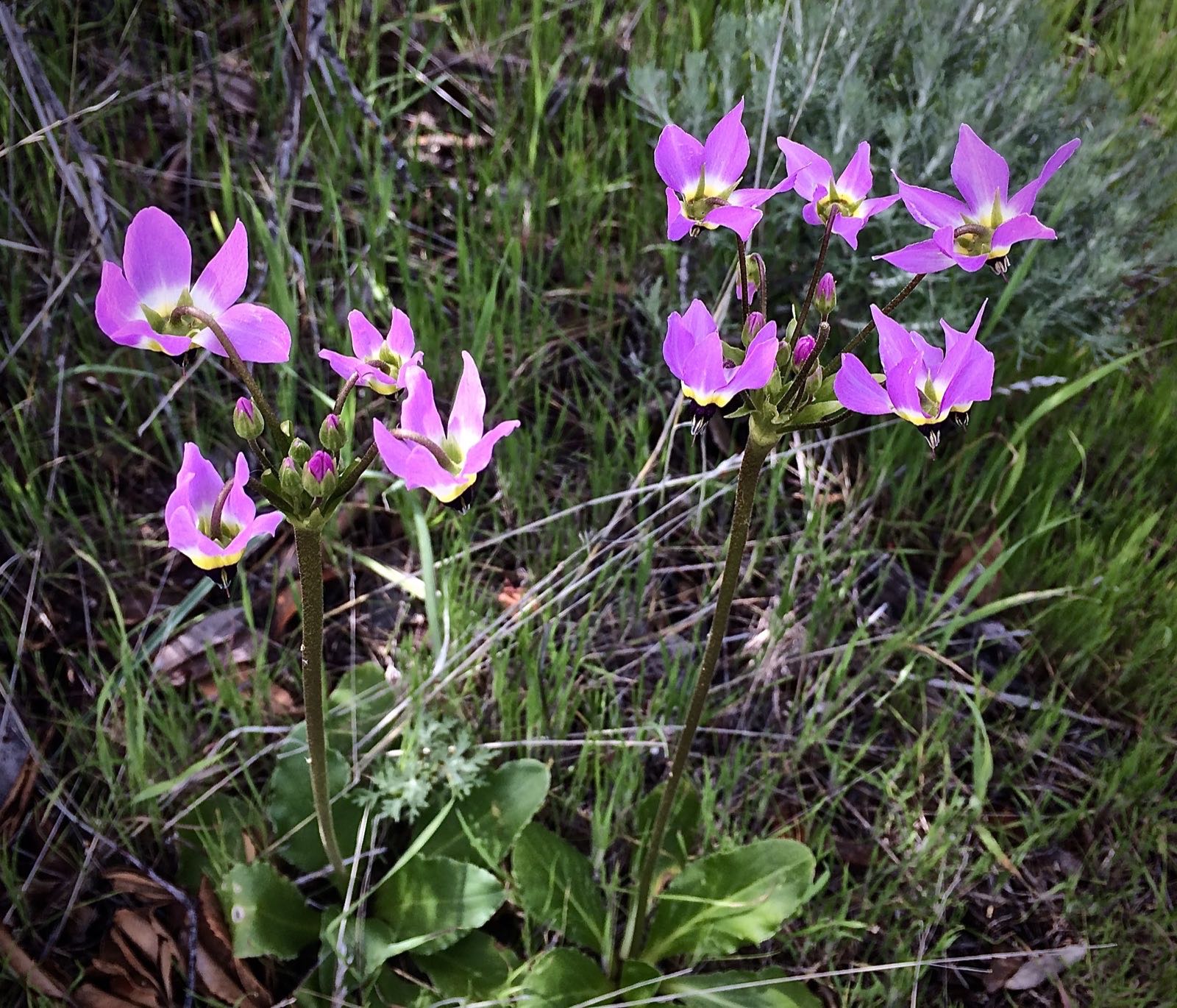 Shooting star flowers at Figueroa Mountain