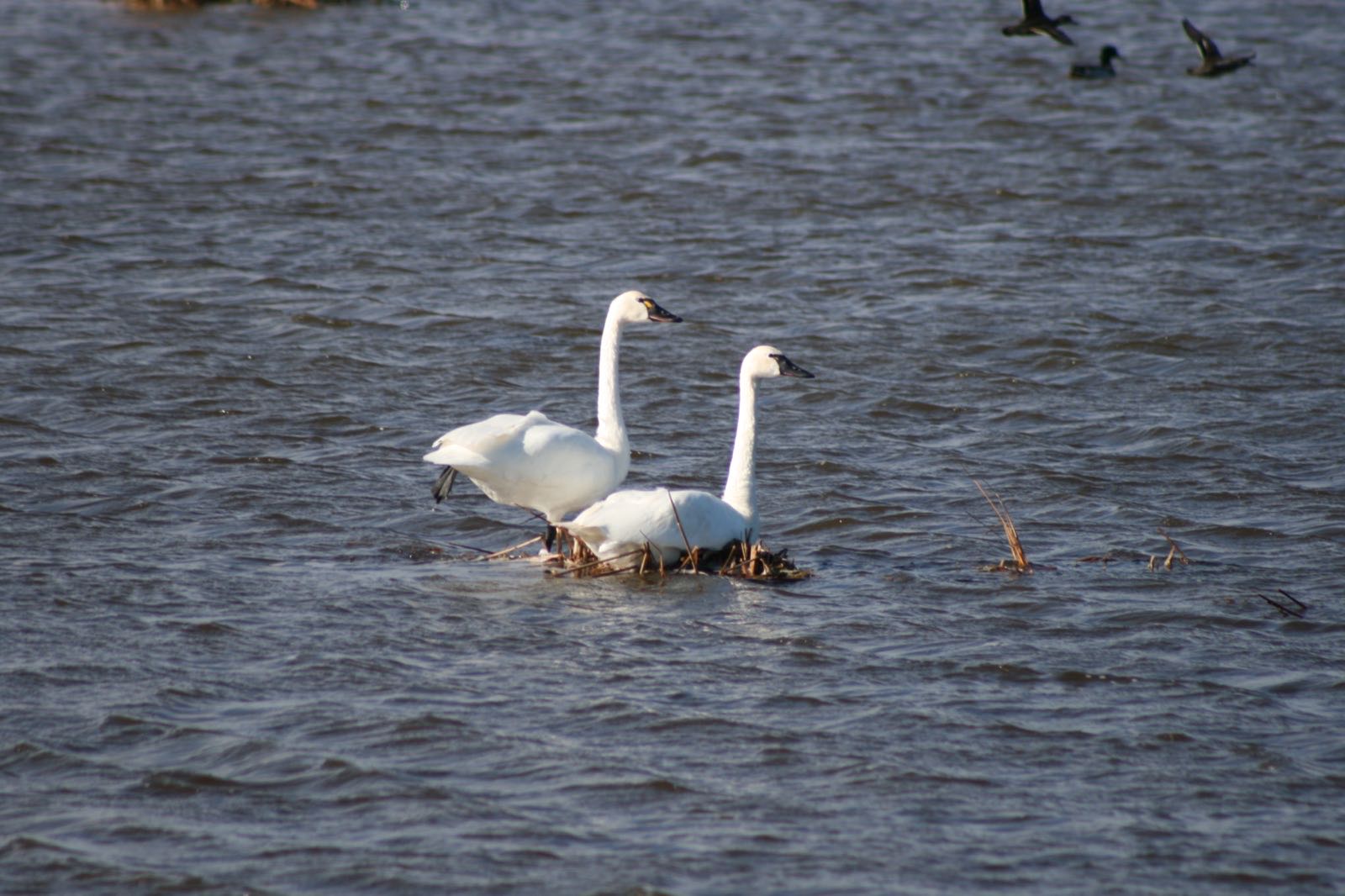 Tundra swans at Long Lake National Wildlife Refuge