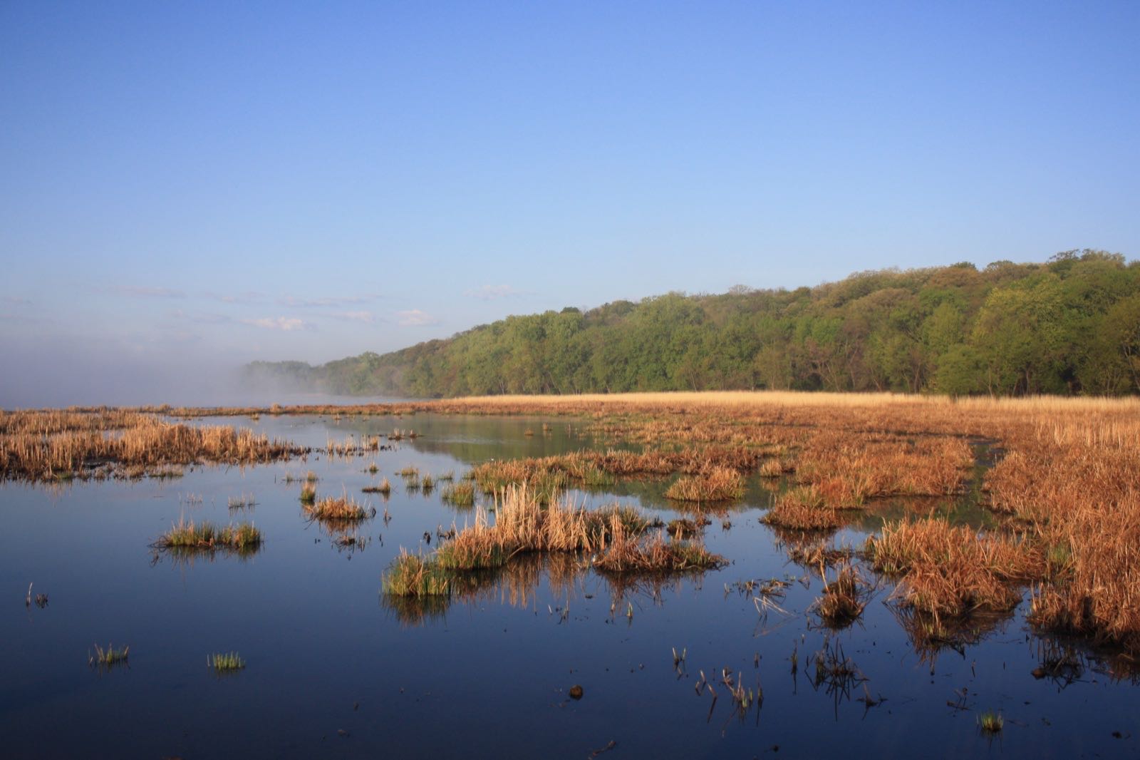 Still blue water with islands of brown marsh grass, a green wooded bluff and morning mist under a clear sky
