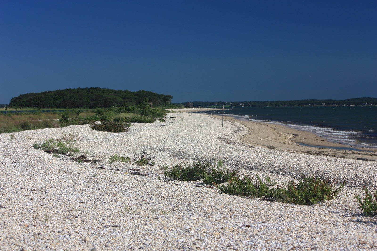 A pale shell-covered beach curving along calm blue water, with low shrubs and a wooded point beyond