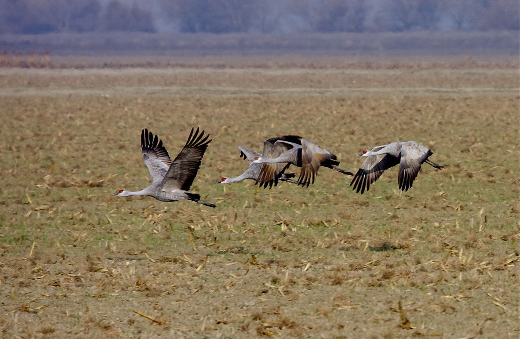 Sandhill cranes at Pixley National Wildlife Refuge, California