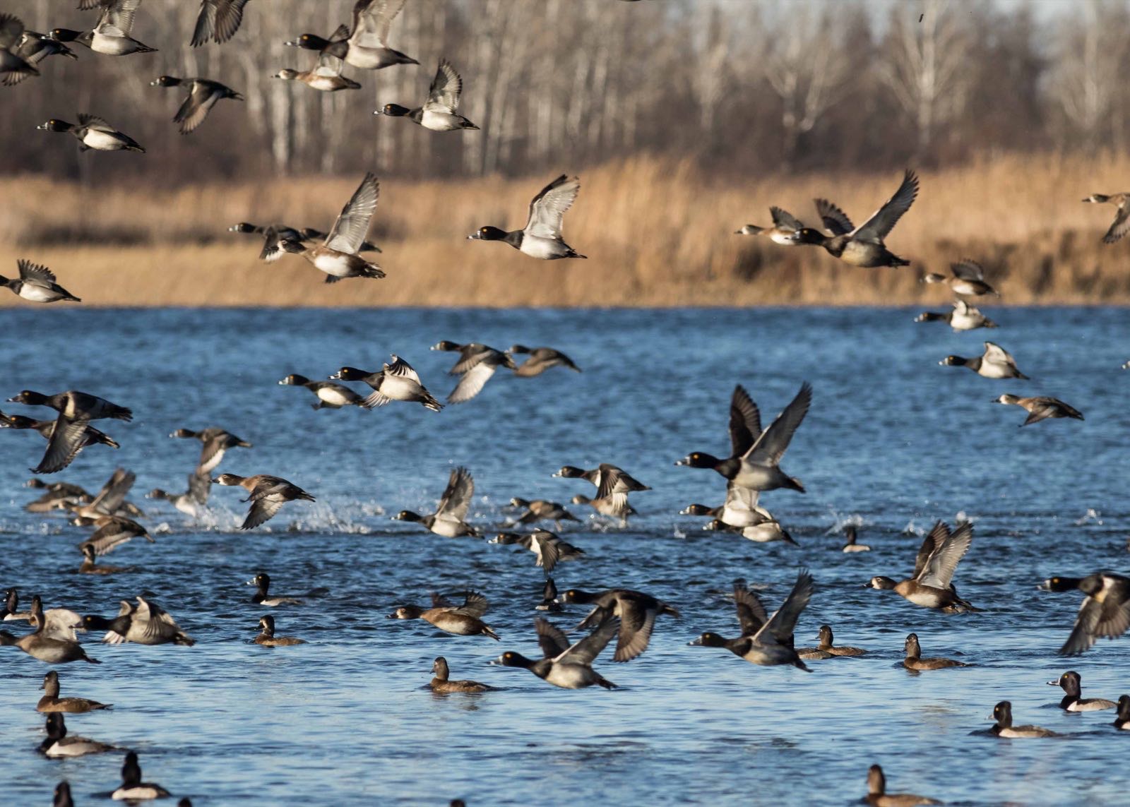 A large flock of dark ducks taking off from blue water in front of brown reeds and bare trees
