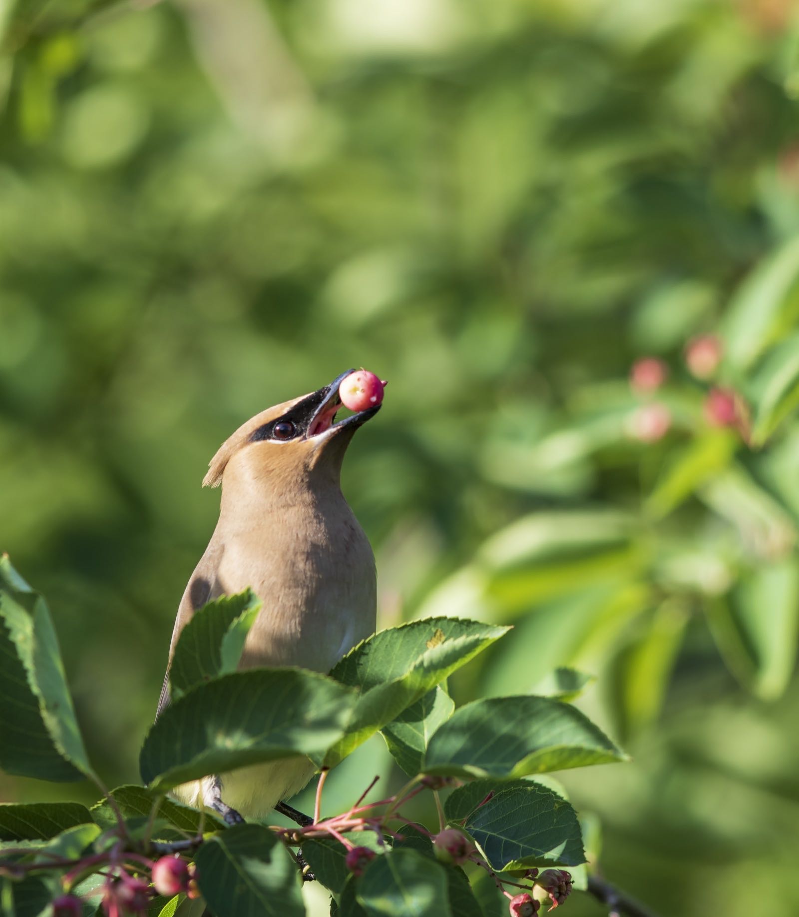 Cedar waxwing feeding on serviceberries at Shiawassee National Wildlife Refuge