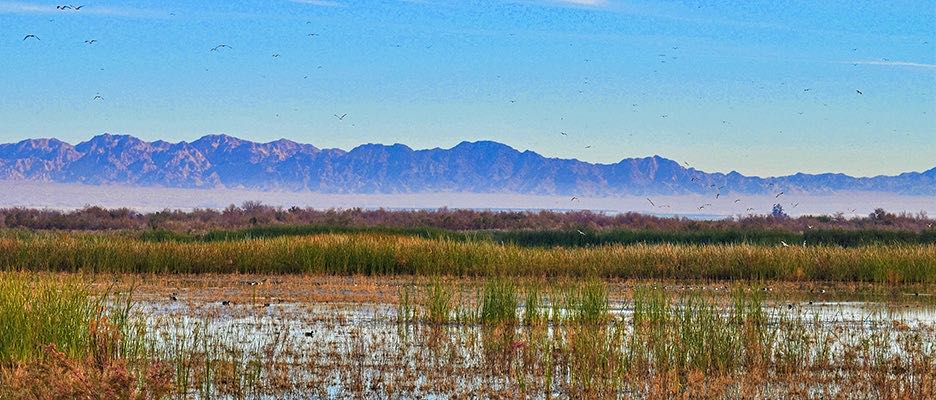 Hazard Ponds wetlands and distant mountains at Sonny Bono Salton Sea National Wildlife Refuge