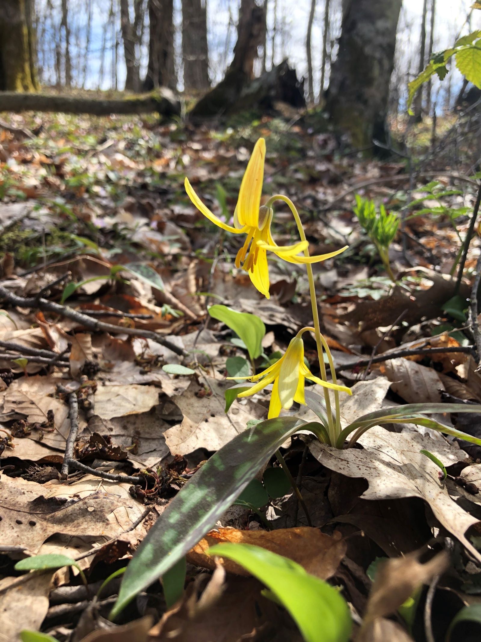 Trout lily blooming along Stuart Memorial Drive in Monongahela National Forest