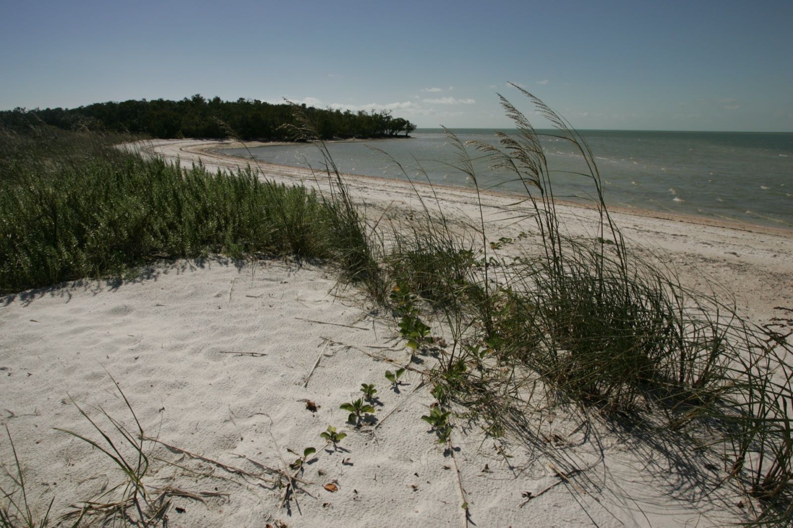 Beach shoreline and vegetation at Ten Thousand Islands National Wildlife Refuge