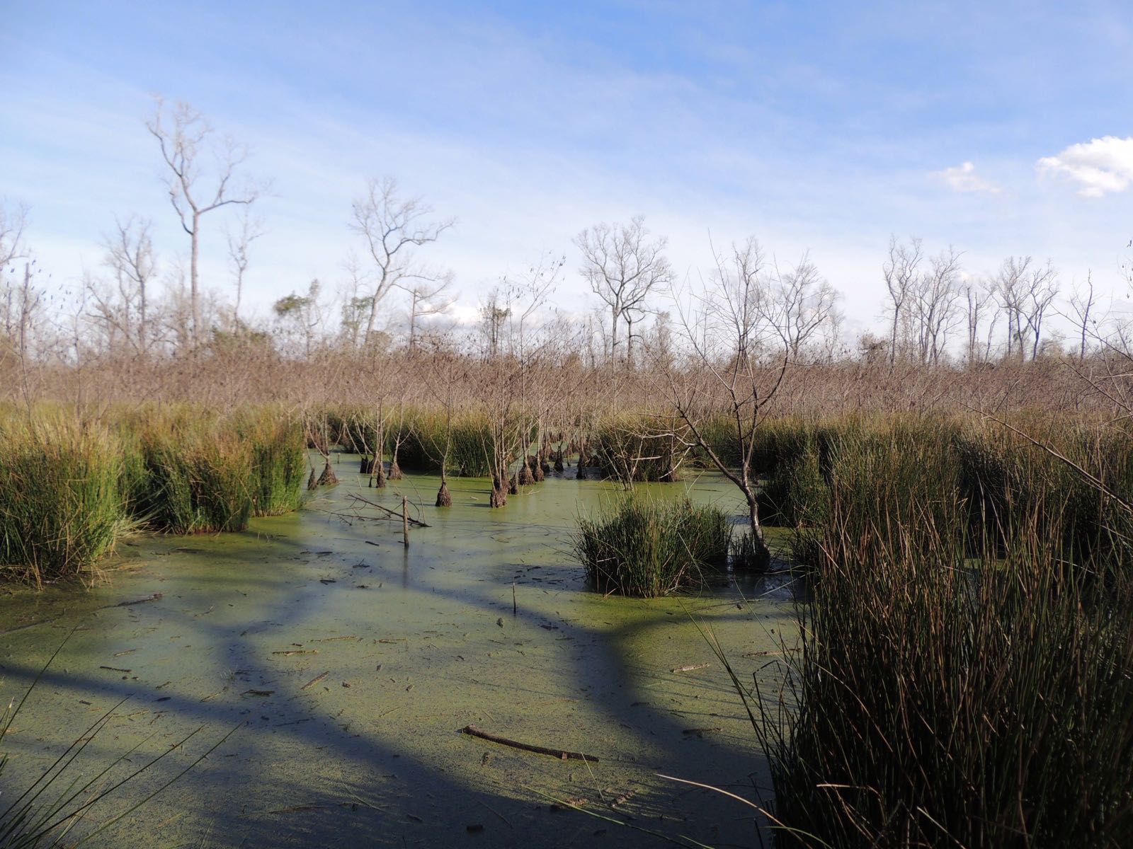Baldcypress trees standing in the still water of a lake at Trinity River National Wildlife Refuge