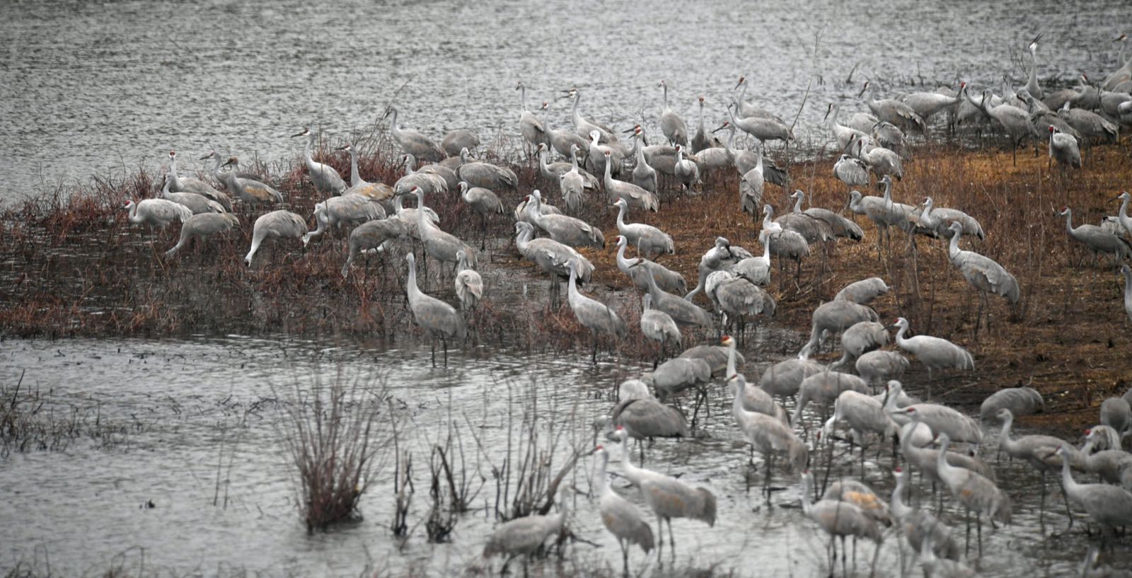 A dense flock of sandhill cranes feeds along the water at Wheeler Refuge
