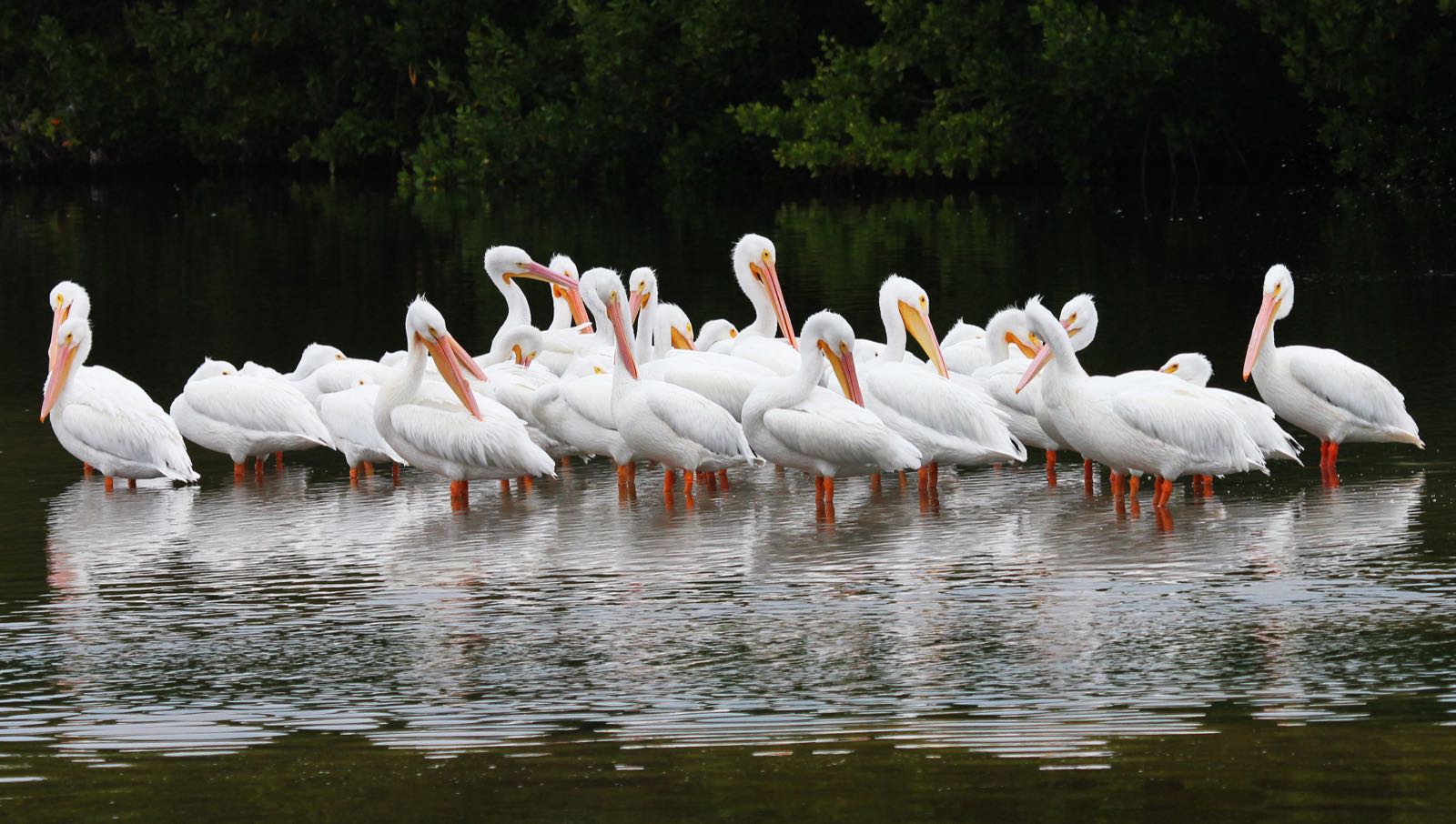 A flock of white pelicans stands together in shallow water at Ding Darling Refuge