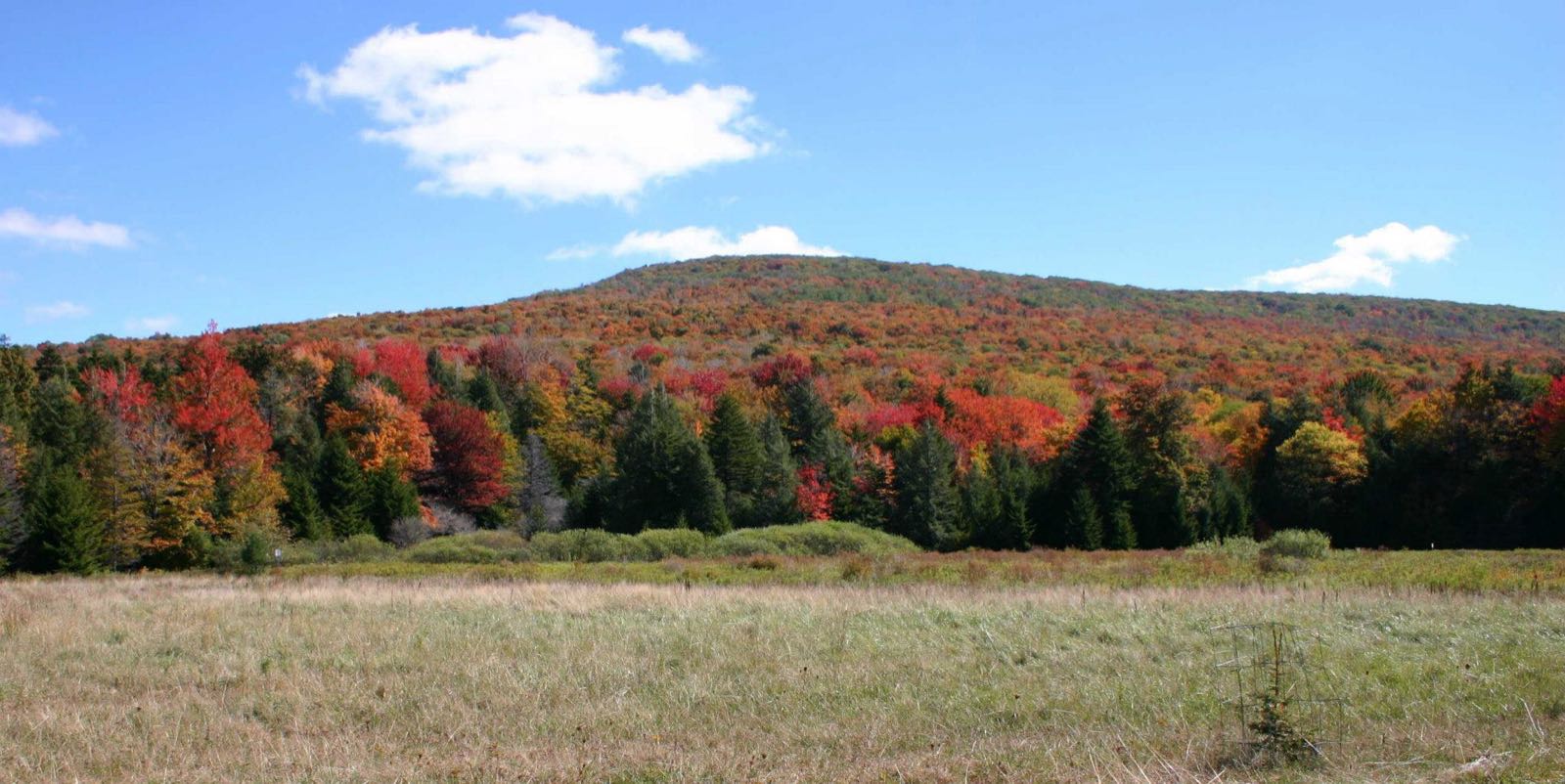 A meadow faces a hillside of red and orange trees in Canaan Valley Refuge