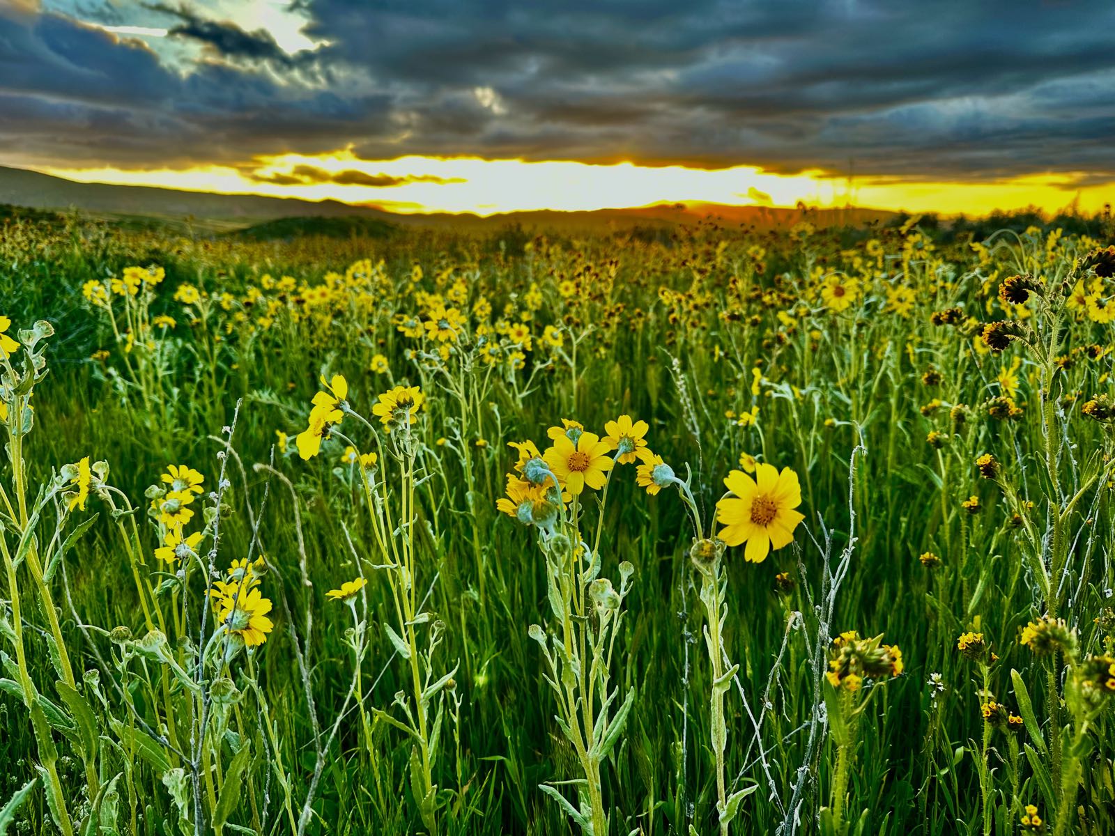 Yellow wildflowers fill Carrizo Plain beneath a dramatic evening sky