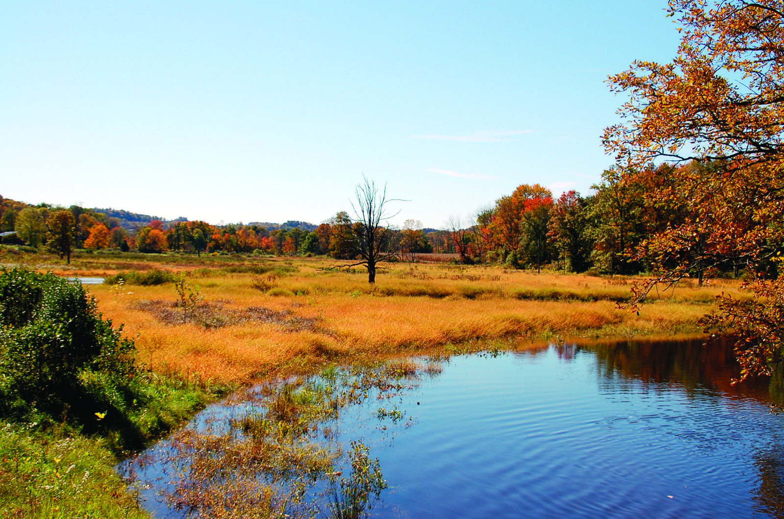 Golden marsh grasses and autumn trees surround open water at Cherry Valley Refuge