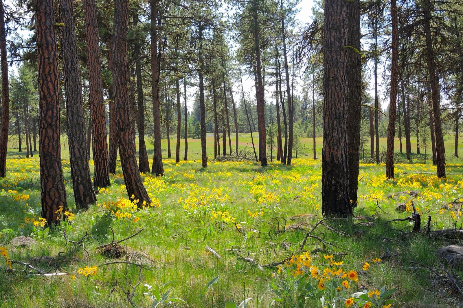 Yellow wildflowers spread between ponderosa pines beside Stubblefield Trail at Turnbull National Wildlife Refuge