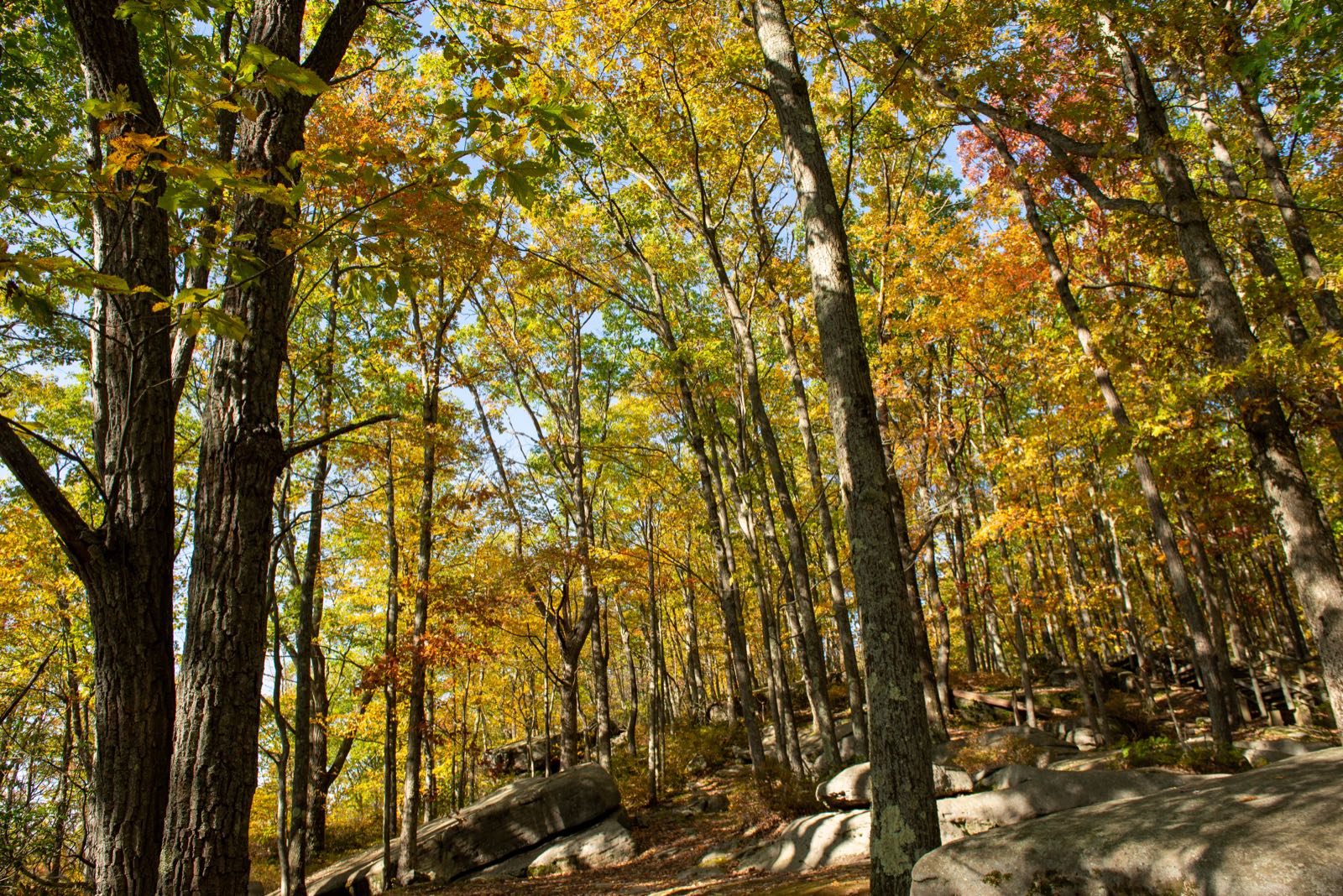 Golden leaves and boulders line the woods at Rimrock Scenic Overlook in Allegheny National Forest