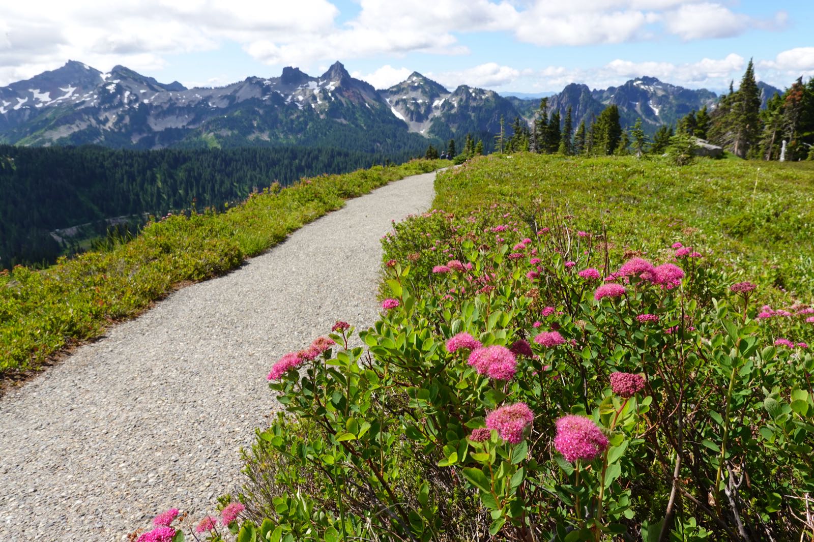 Rosy spirea blooms beside the Alta Vista Trail above Paradise in Mount Rainier National Park