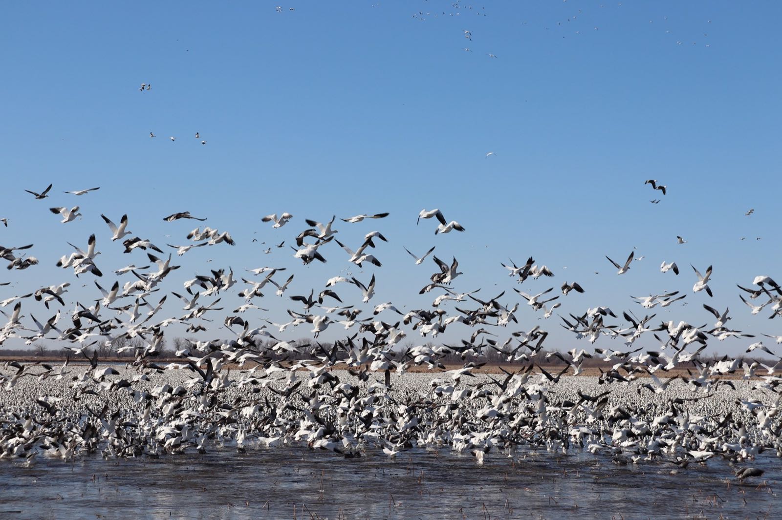 Snow geese take flight from a pool at Loess Bluffs National Wildlife Refuge