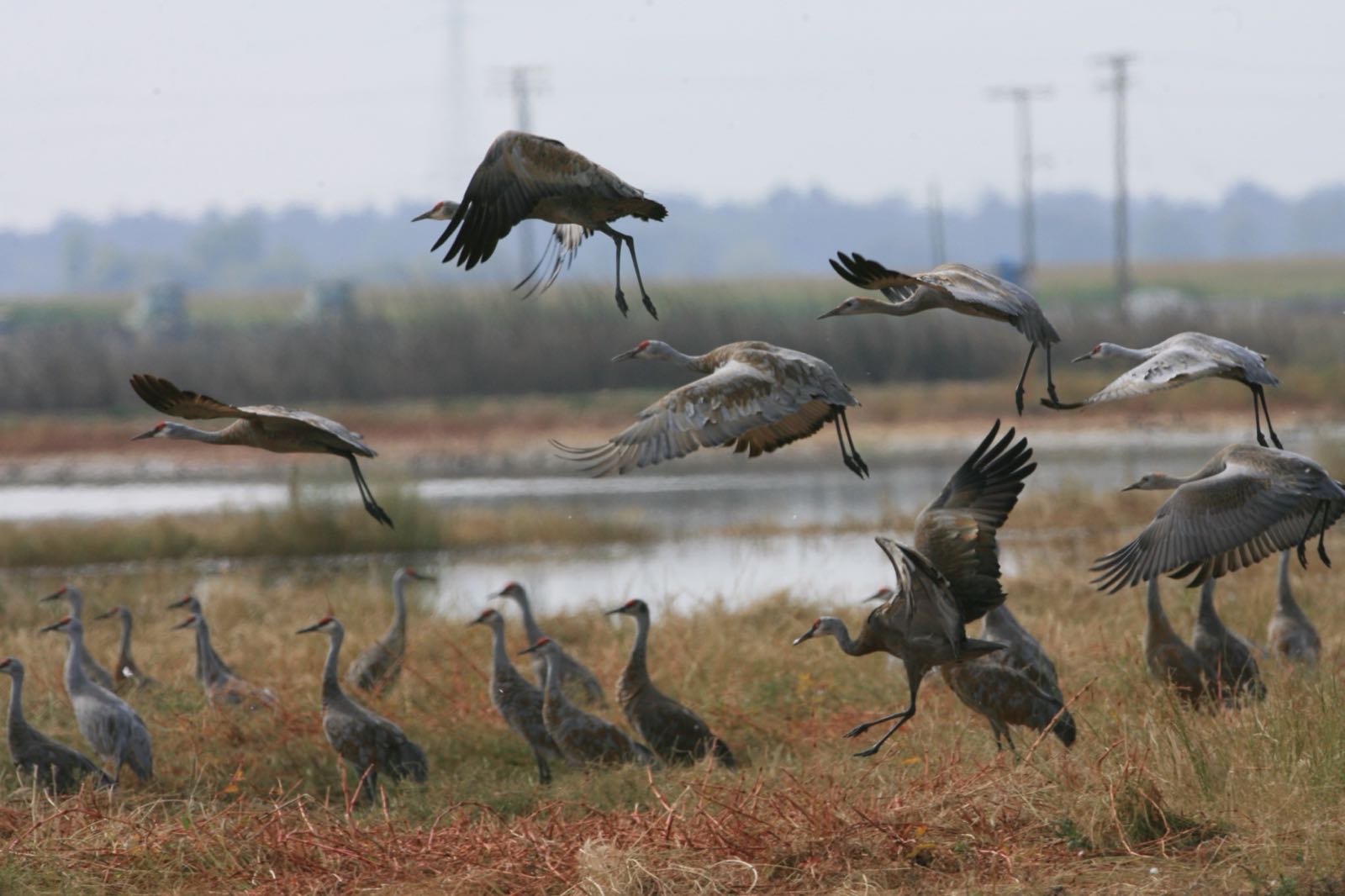 Sandhill cranes land beside a standing flock at Merced National Wildlife Refuge