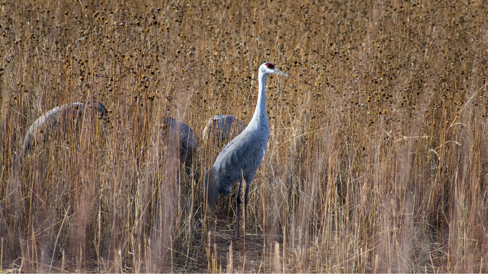 A sandhill crane stands among dry field stems at Bosque del Apache National Wildlife Refuge