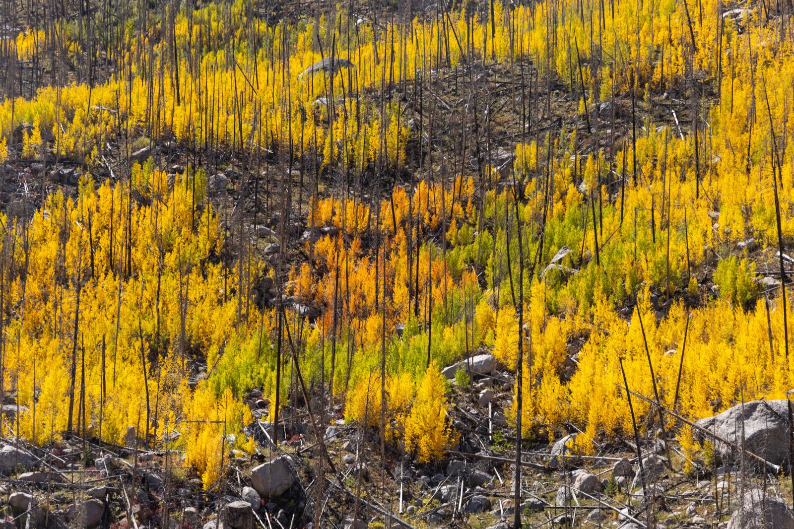Golden aspens cover a rocky hillside among dark tree trunks in Rocky Mountain National Park