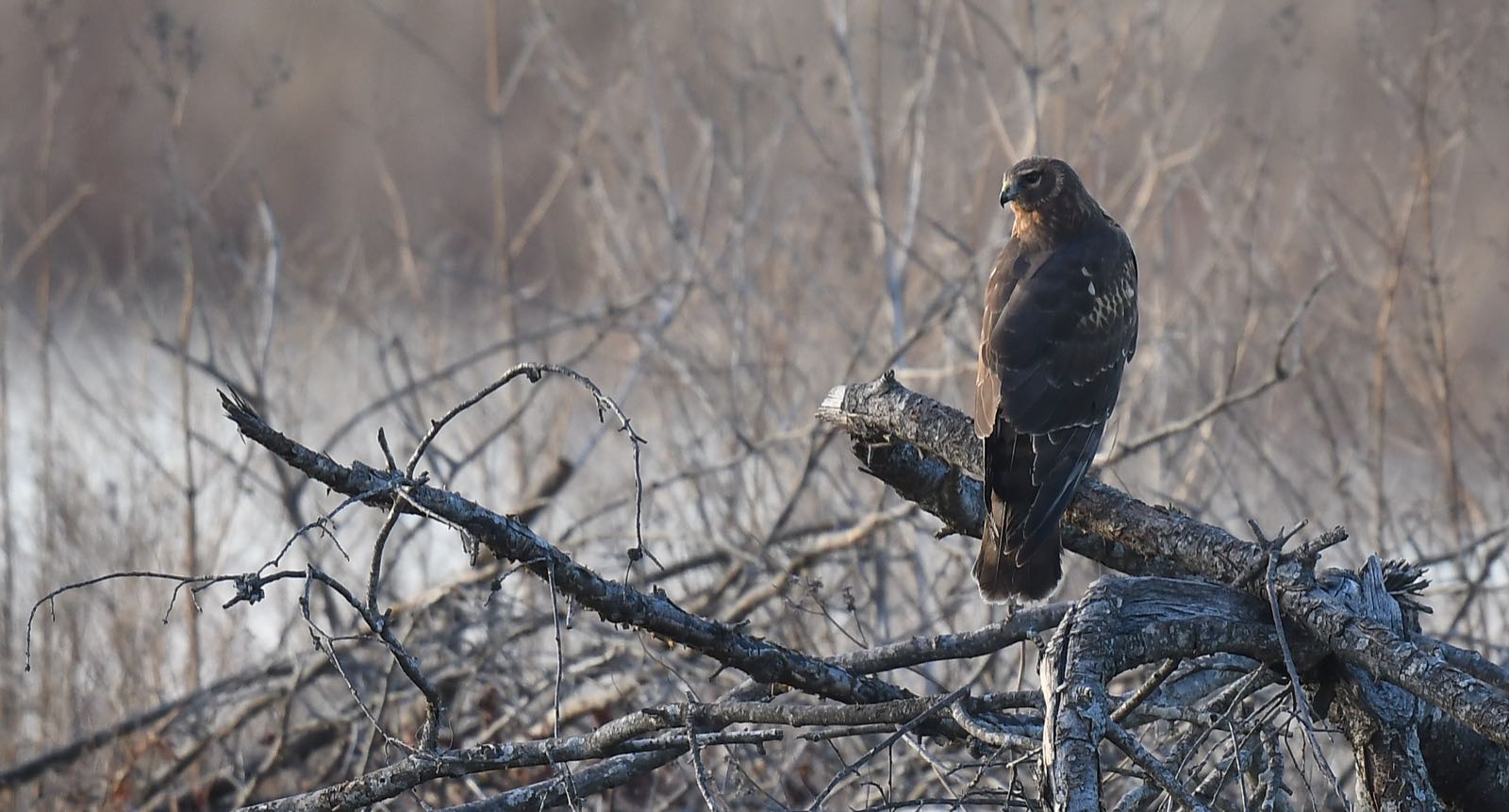 A northern harrier perches on fallen wood at Clarence Cannon National Wildlife Refuge