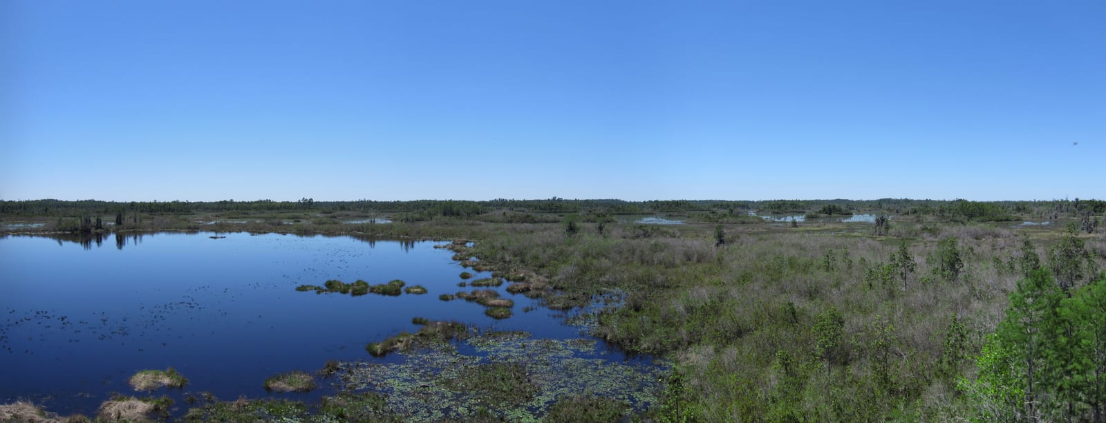 Open blue water, grassy marsh islands and low shrubs stretching to a distant tree line under a clear sky