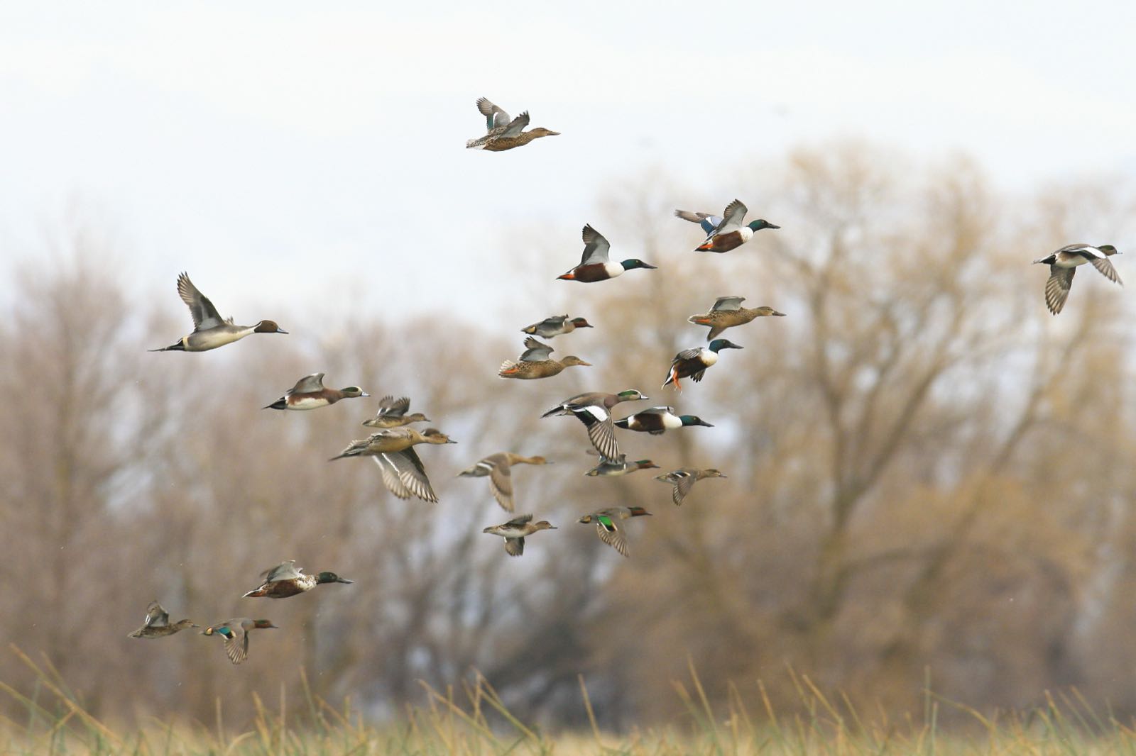 A flock of about 20 ducks (pintails, shovelers, wigeon) in flight in front of bare winter trees