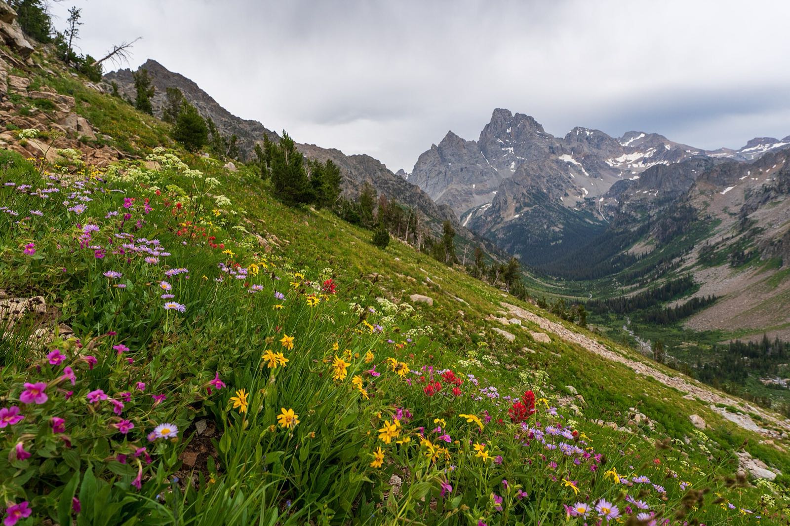 Slope of mixed wildflowers (paintbrush, asters, arnica) below Paintbrush Divide with a Teton peak and valley behind