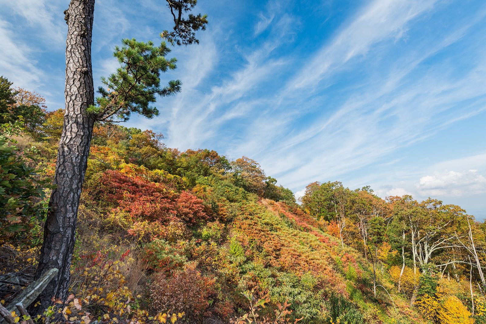 A slope of red, orange and gold fall shrubs and trees below Hazel Mountain Overlook under a blue sky with streaky clouds, a pine trunk on the left