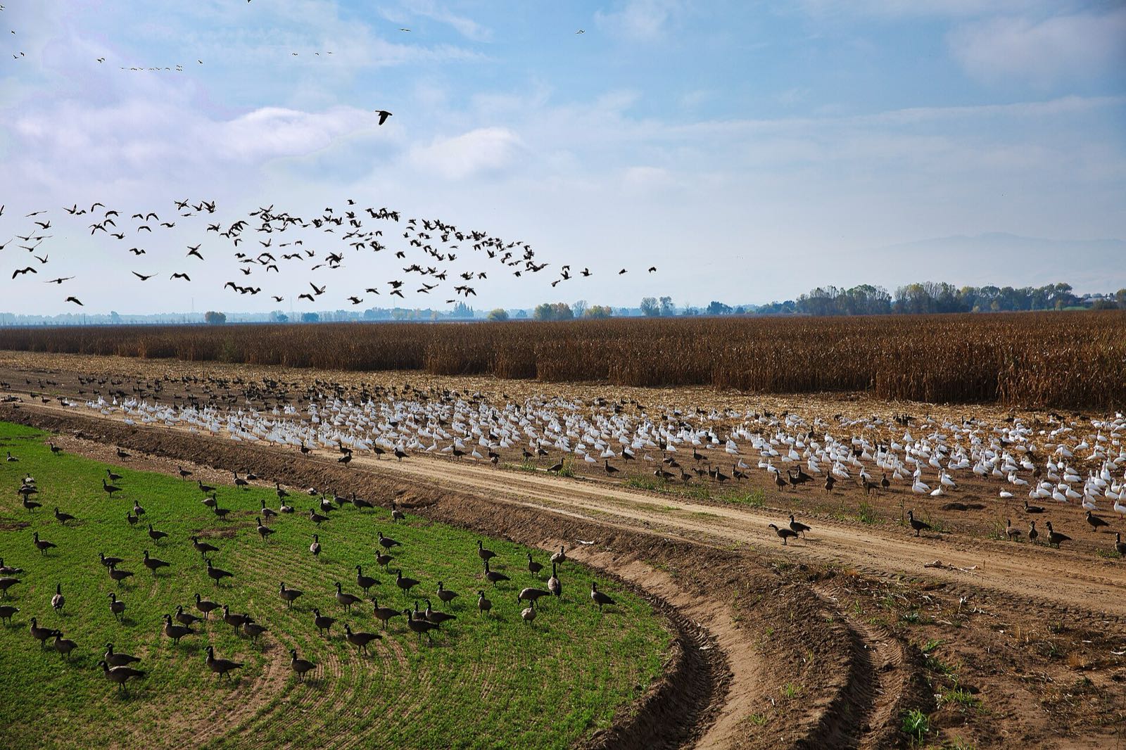 Aleutian cackling geese flying over a harvested cornfield, a big flock of snow and cackling geese on the ground beside a dirt track, green field in front